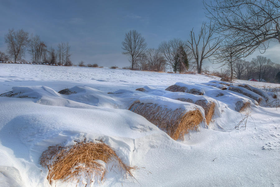Frosted Wheat Photograph by Bill Wakeley
