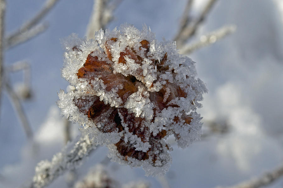 Frosted Willow Rose Photograph by Cathy Mahnke