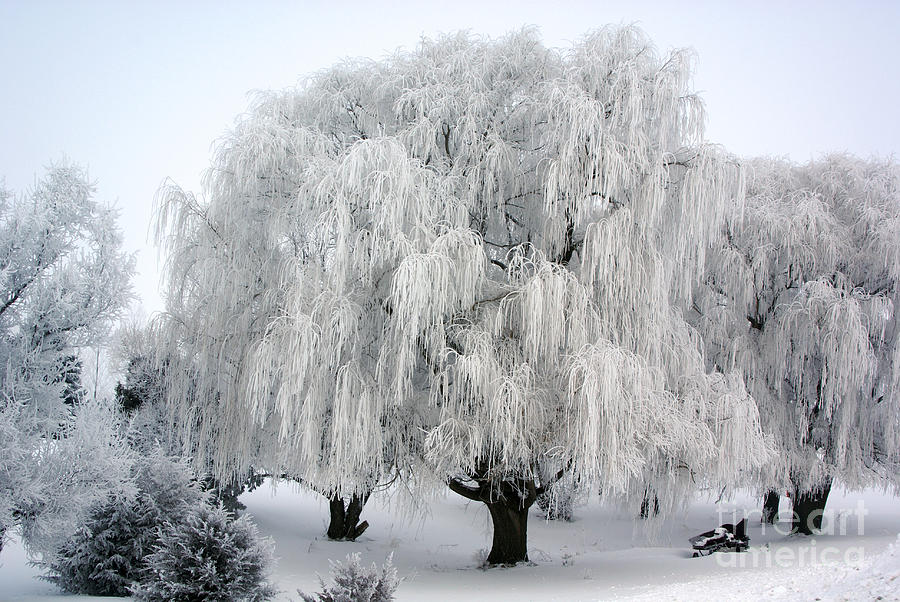 Frosted Willow Trees Photograph by Tina Hailey