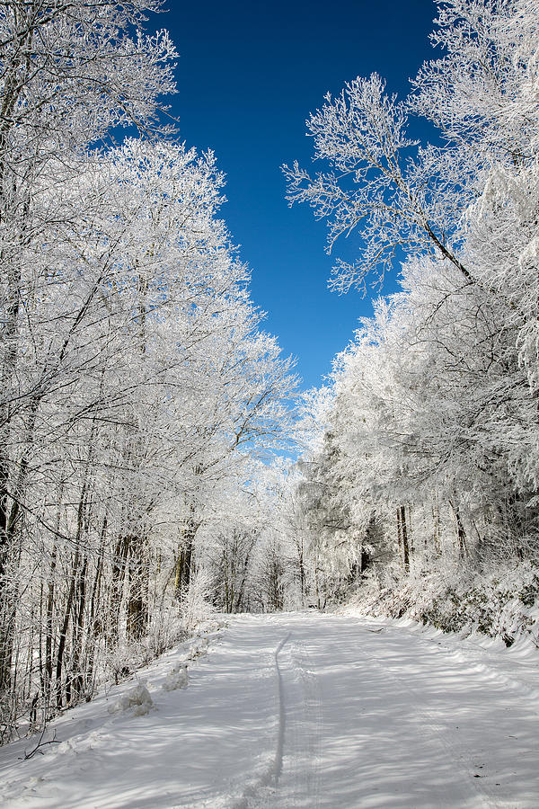 Winter Photograph - Frosted Winter by John Haldane
