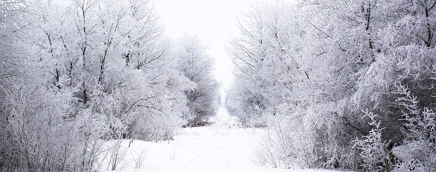 Frosted Woodland Path Photograph by Ellery Russell