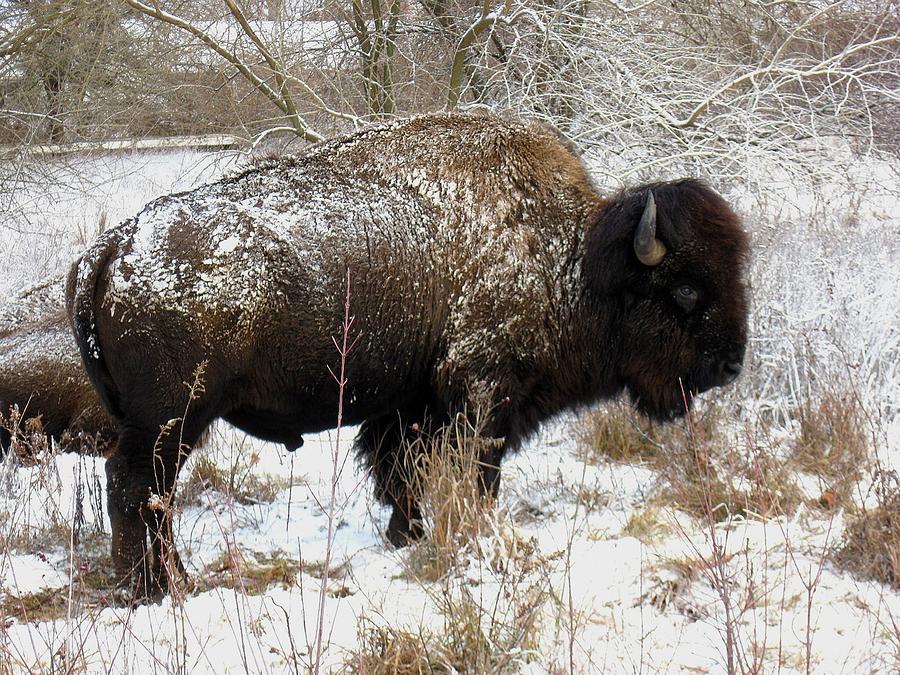 Bison Photograph - Frosted Woolly by David Dunham