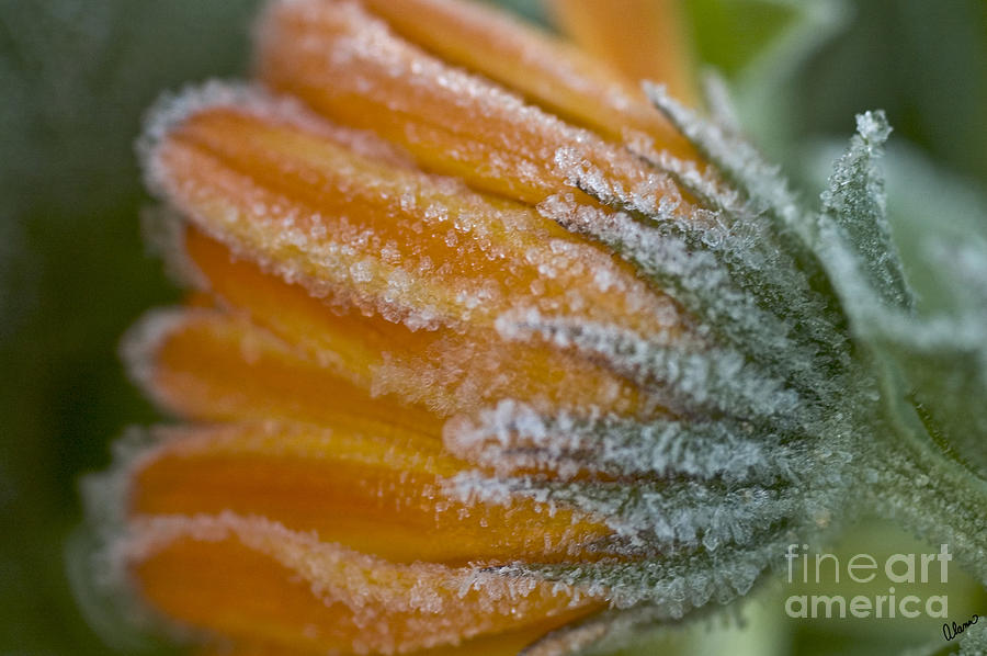 Frostly Orange Flower Photograph by Alana Ranney