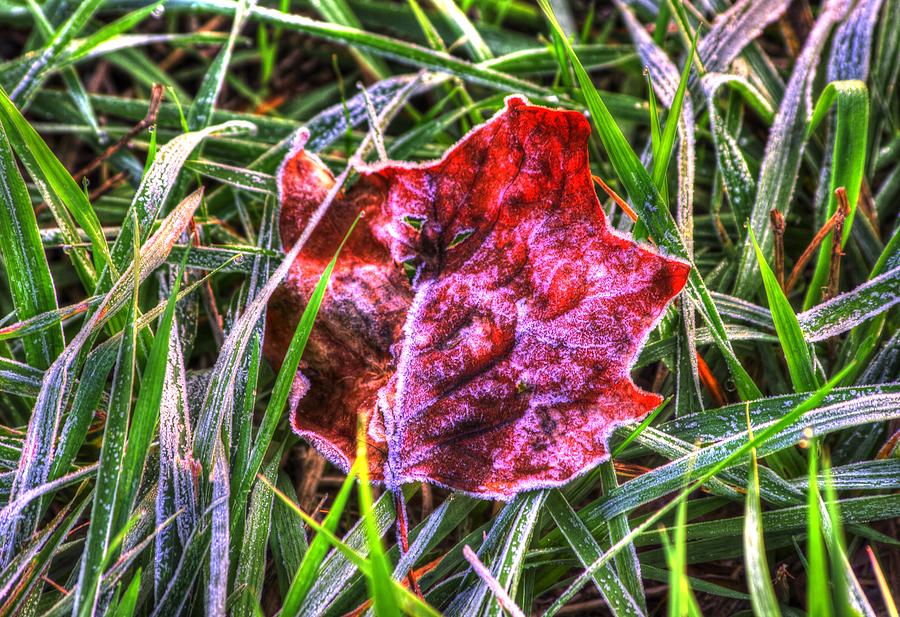 Frosts Early Bite - Autumn Early Morning Photograph by Michael Mazaika