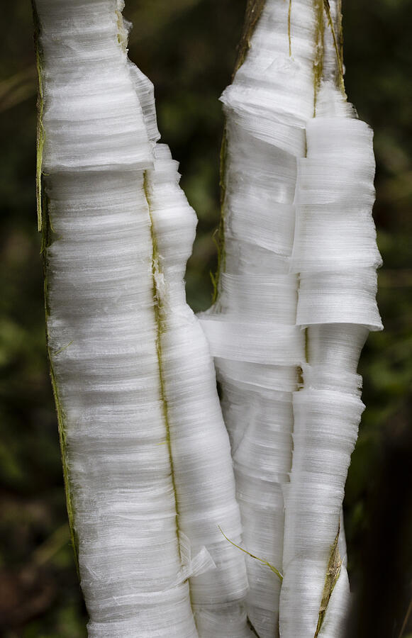 Frostweed Ice Curls Photograph by Steven Schwartzman