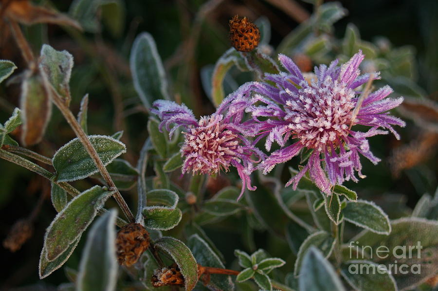 Frosty Asters in Morning Photograph by Anna Lisa Yoder