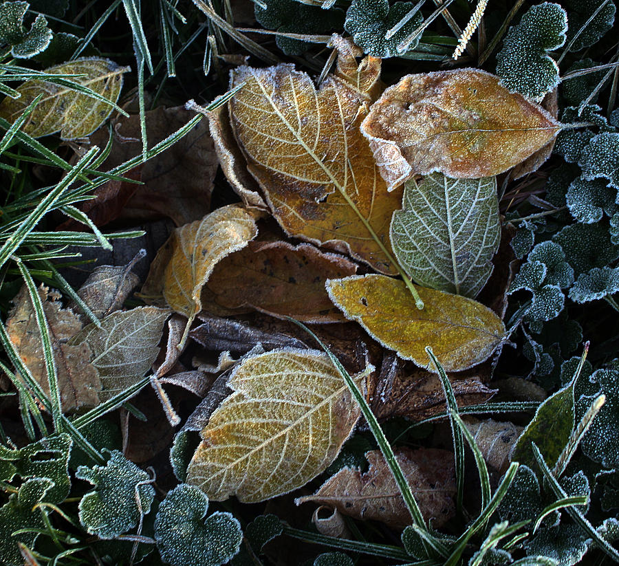 Frosty Autumn Leaves Photograph by Ellen Tully
