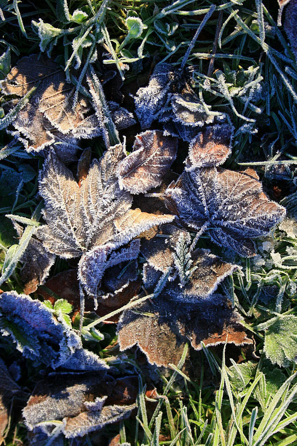 Frosty Autumn Leaves Photograph by Mark Callanan