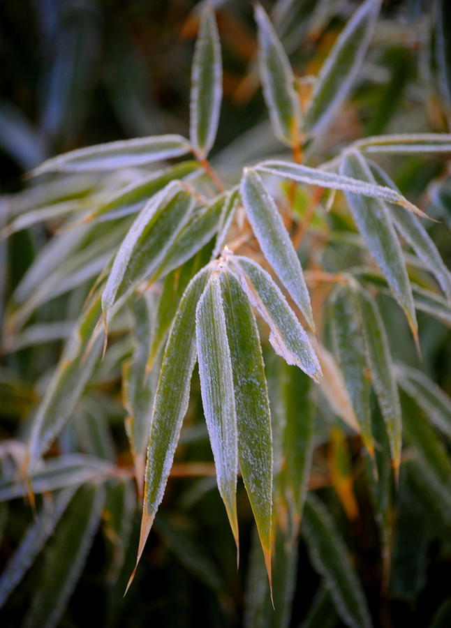 Frosty Bamboo Leaves  Photograph by Nathan Abbott