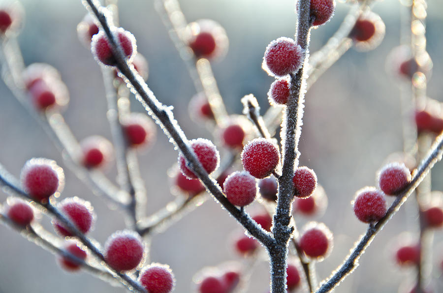 Winter Photograph - Frosty Berries by Donna Doherty