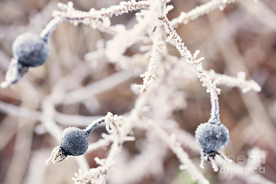 Frosty berry bush Photograph by Sophie McAulay