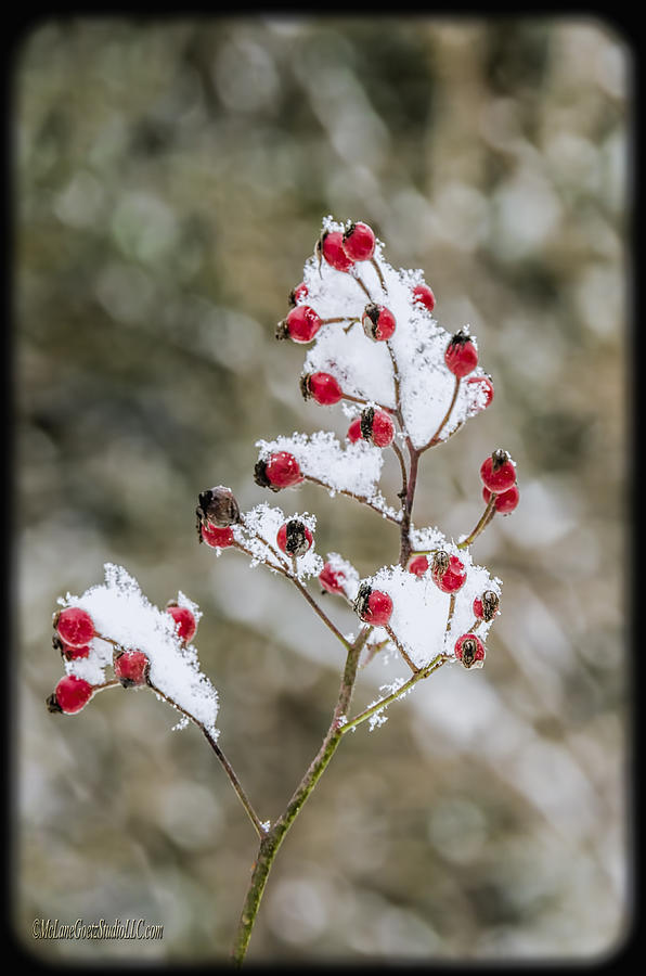 Nature Photograph - Frosty Bird Berries by LeeAnn McLaneGoetz McLaneGoetzStudioLLCcom