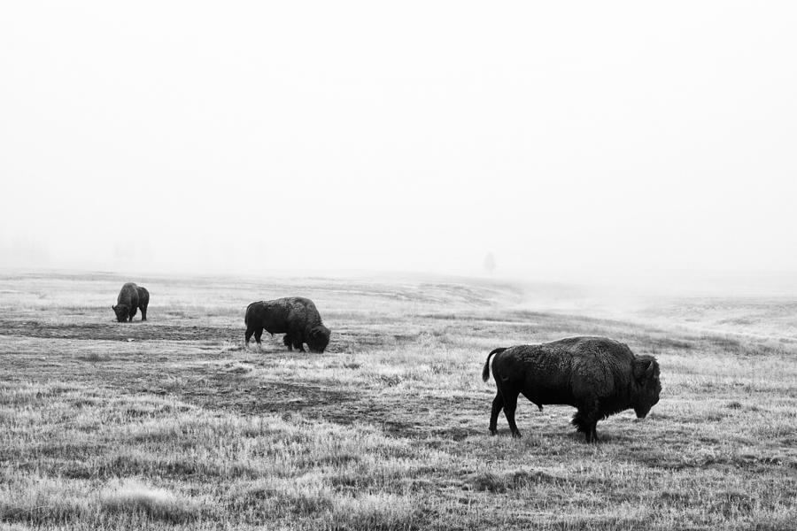 Yellowstone National Park Photograph - Frosty Bison by Mark Kiver