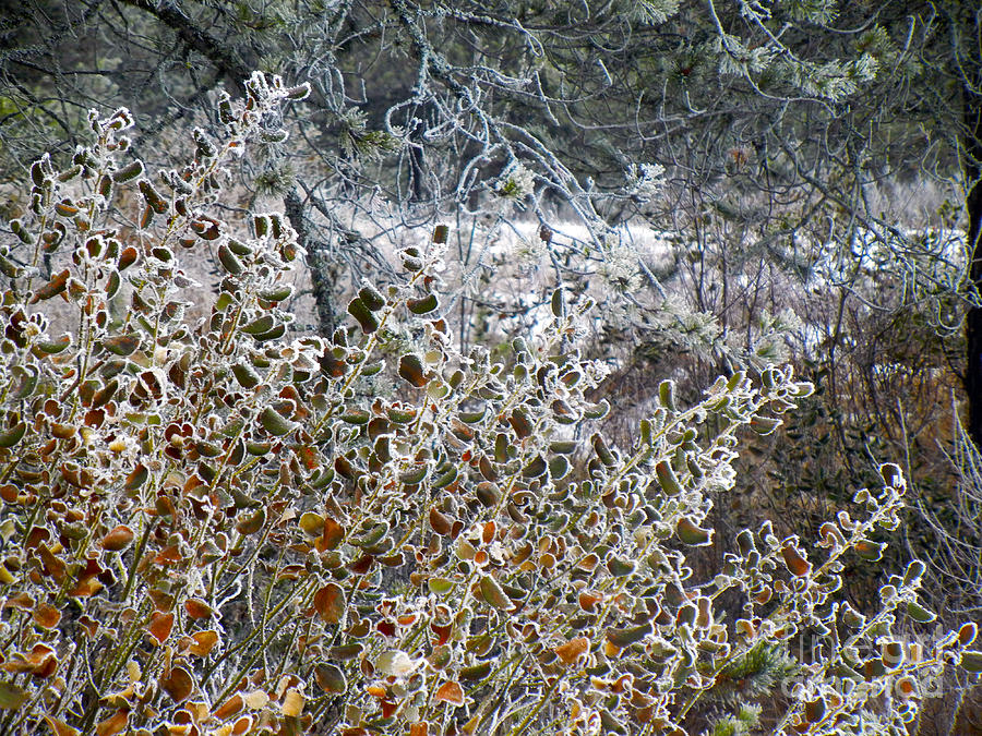 1002P Frosty Bush Photograph by NightVisions