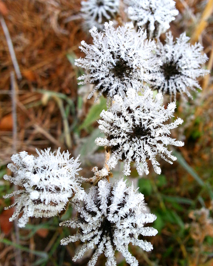 Frosty Buttonweed Photograph by Brook Burling