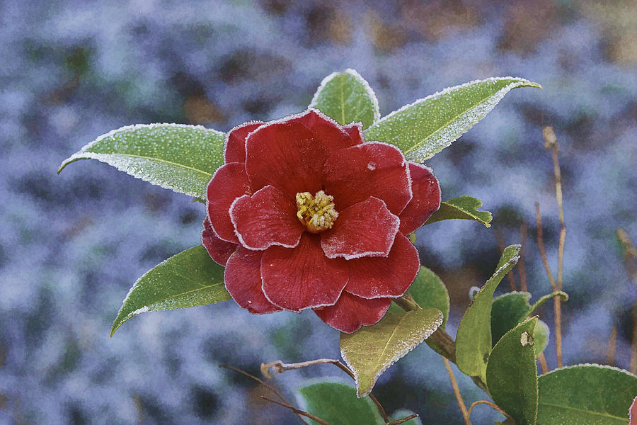 Frosty Camellia Photograph by Gregory Scott