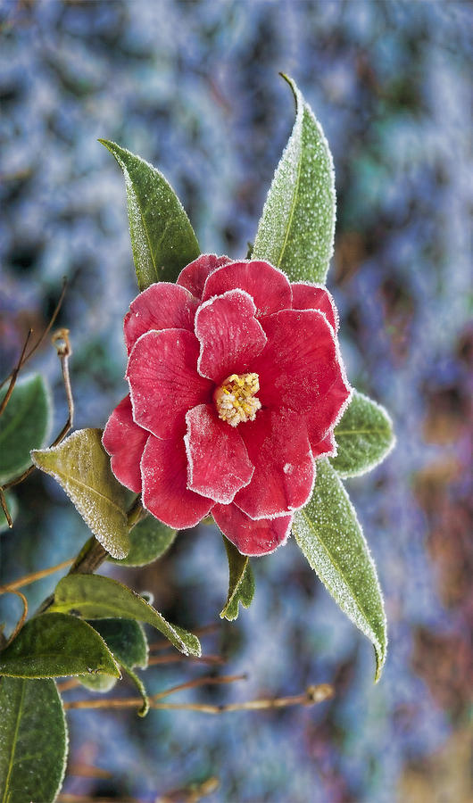 Frosty Camellia - Phone Case Design Photograph by Gregory Scott