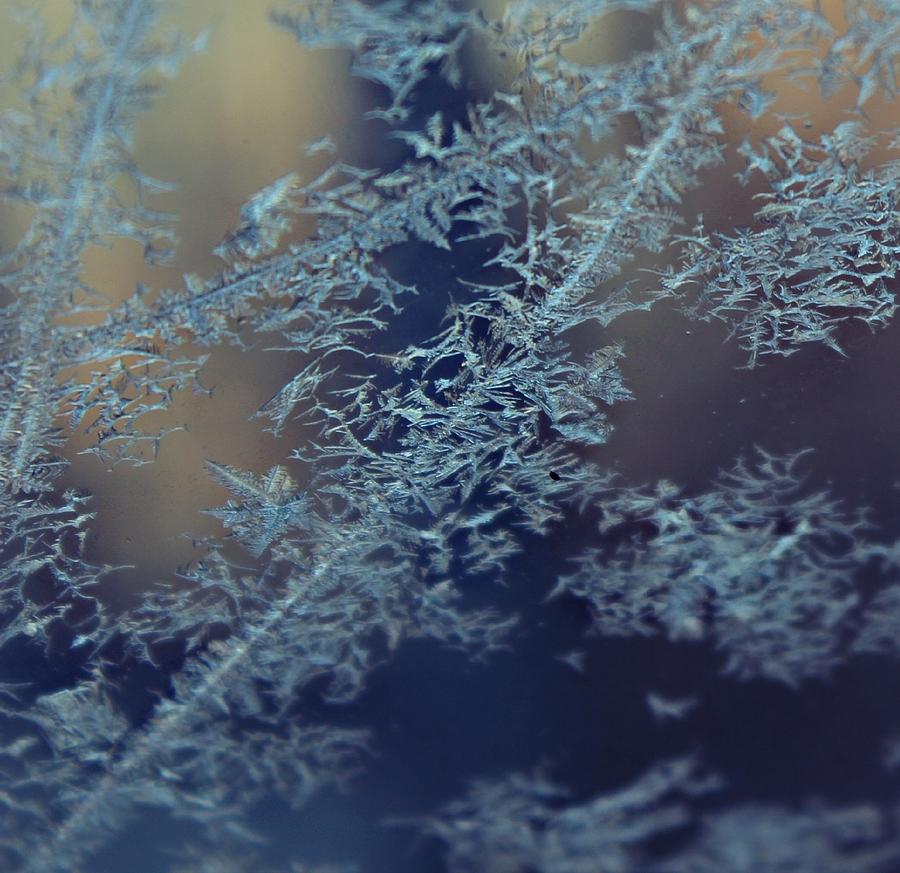 Frost Photograph - Frosty by Candice Trimble