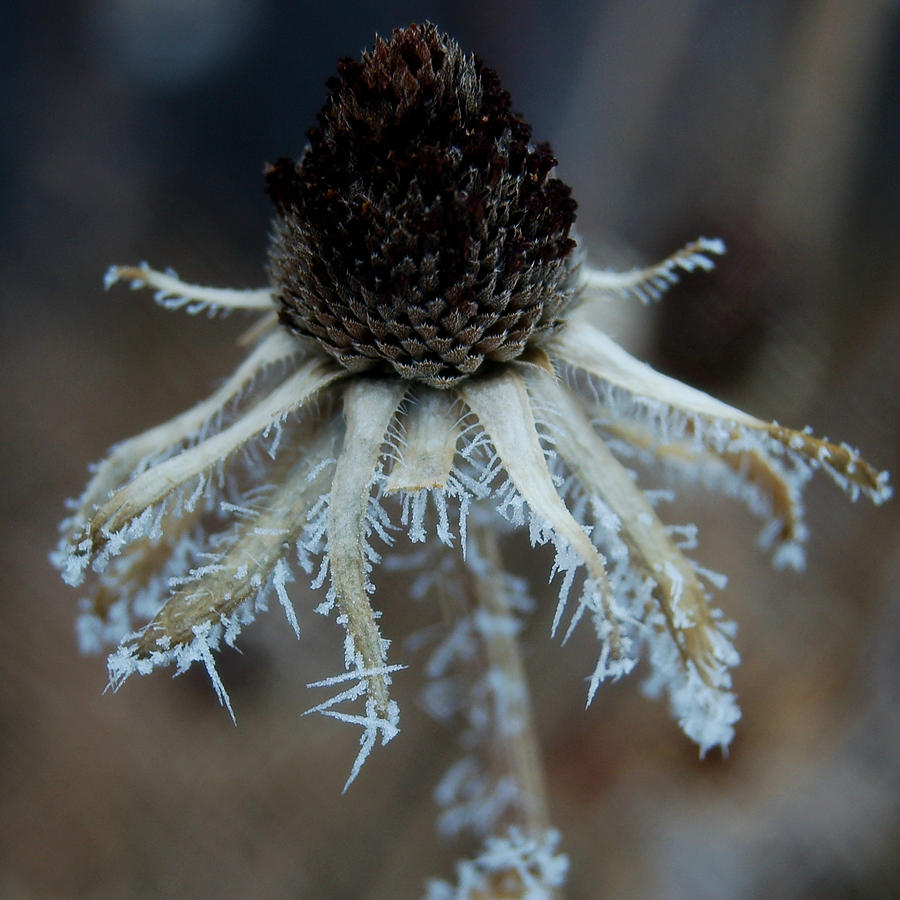 Frosty Coneflower Closeup Photograph by Greni Graph