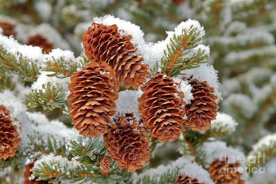 Cones Photograph - Frosty Cones by Rick Monyahan Cones Photograph - Frosty Cones by Rick Monyahan
