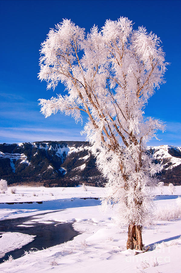 Frosty Cottonwood Photograph by Aaron Whittemore