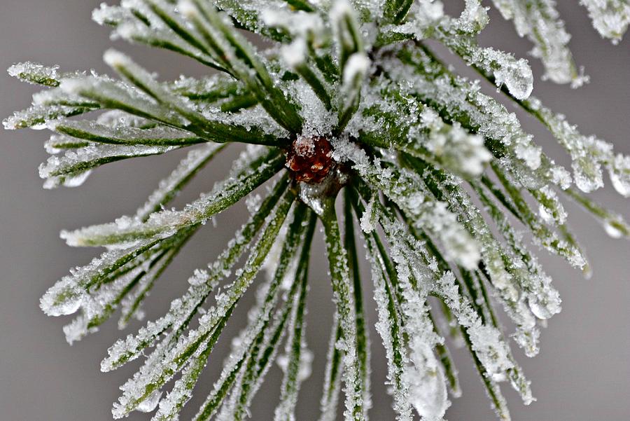 Frosty Days Photograph by Rebecca Rasnake - Fine Art America