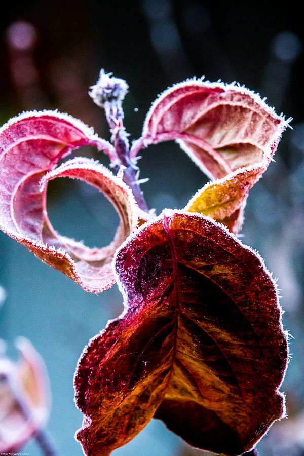 Frosty Dogwood Photograph by Mick Anderson
