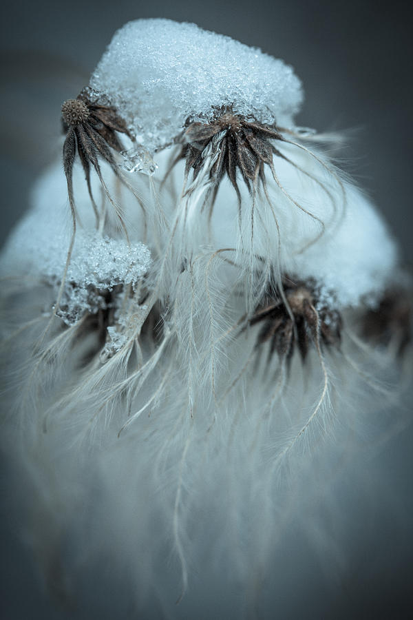 Frosty Dreams Photograph by Shane Holsclaw