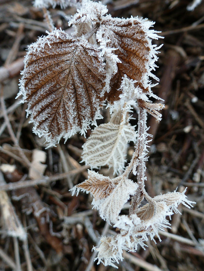 Frosty Etching Photograph by Don Kosterman - Fine Art America