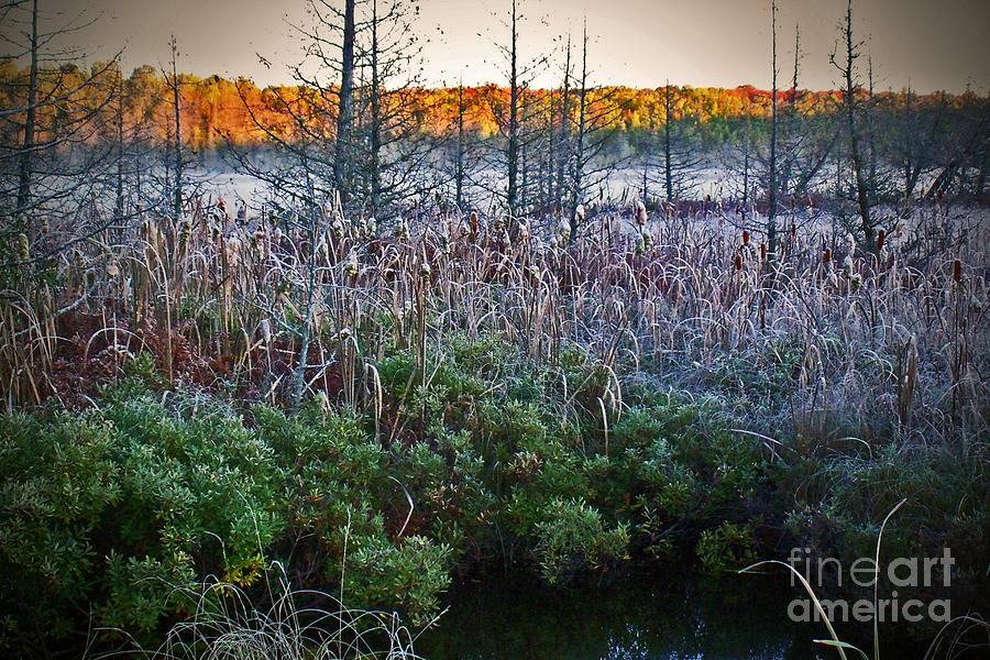 Frosty Fall Marsh Morning  Photograph by Desiree Paquette