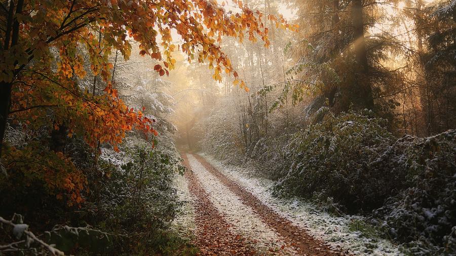 Tree Photograph - Frosty Fall by Vincent Croce