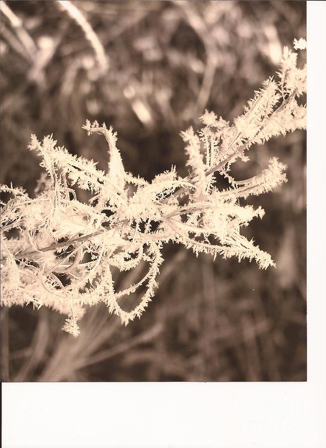 Frosty Feeling Photograph by Brigitte Emme