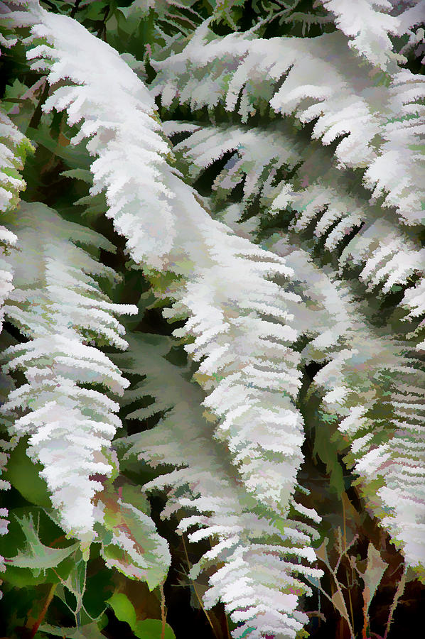 Frosty Ferns Photograph by Ron Roberts
