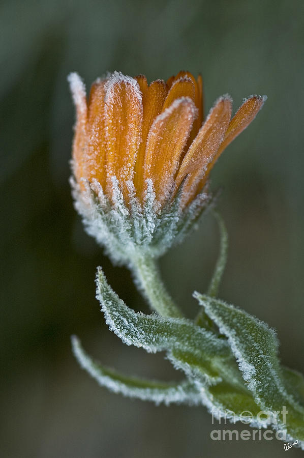 Frosty Flower Photograph by Alana Ranney