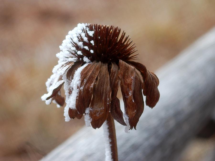 Frosty Flower Photograph by Greni Graph