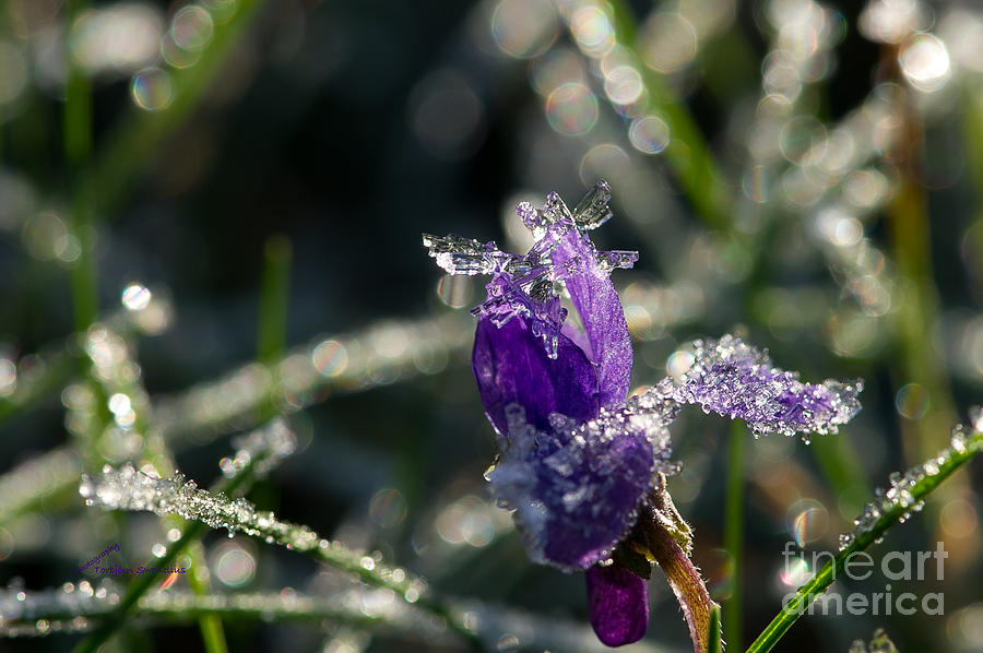 Frosty Flower Photograph by Torbjorn Swenelius