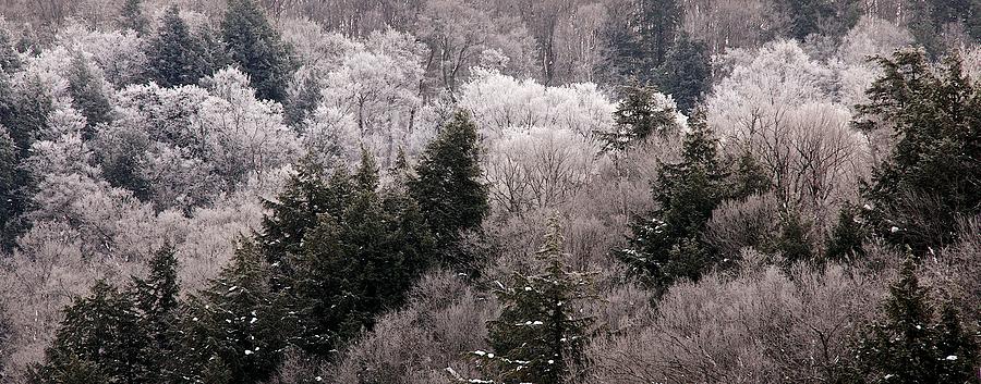 Frosty Forest Photograph by Prince Andre Faubert