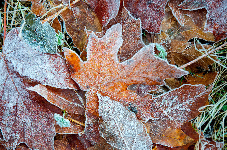 Frosted Winter Colors Photograph by Roxy Hurtubise