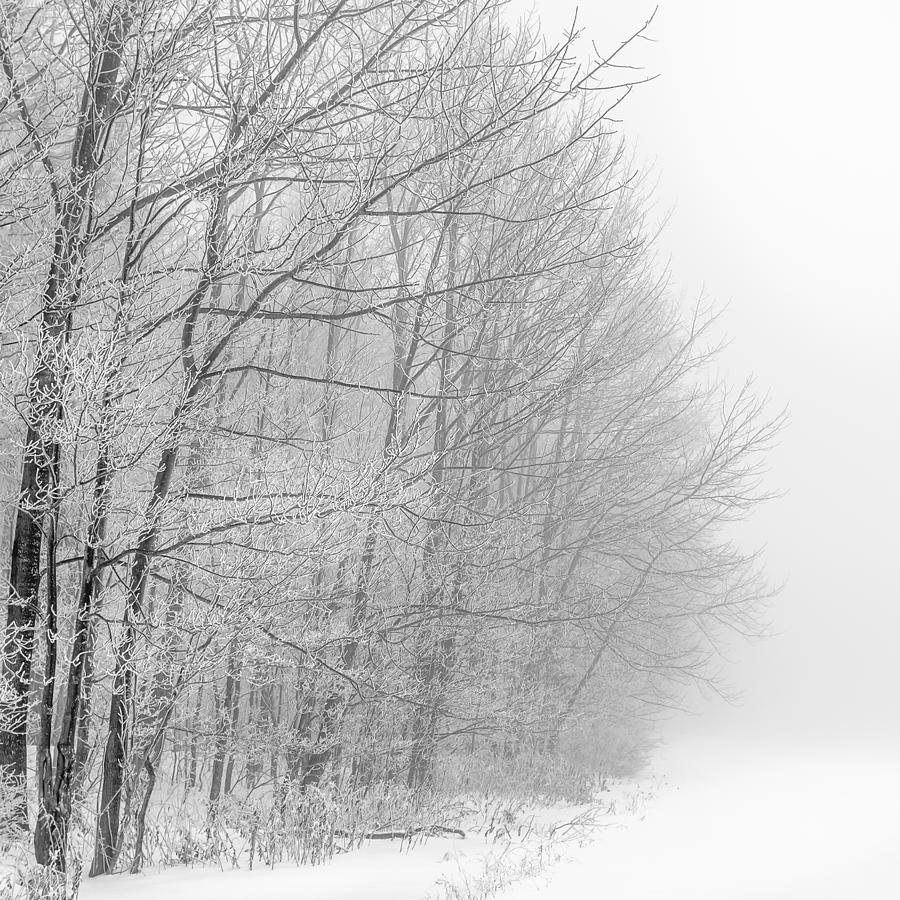 Frosty Forest Frontier Photograph by Chris Bordeleau