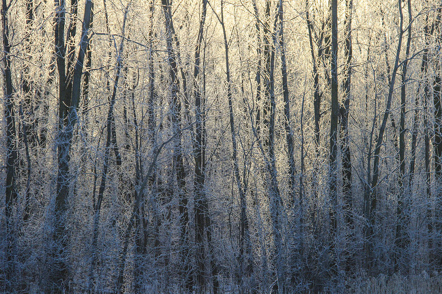 Frosty Forest Photograph by Rachel Cohen