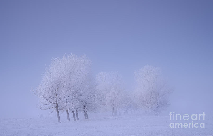Winter Photograph - Frosty Friends by Dan Jurak