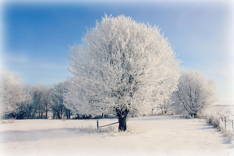 Tree Photograph - Frosty Glow by Julie Hamilton