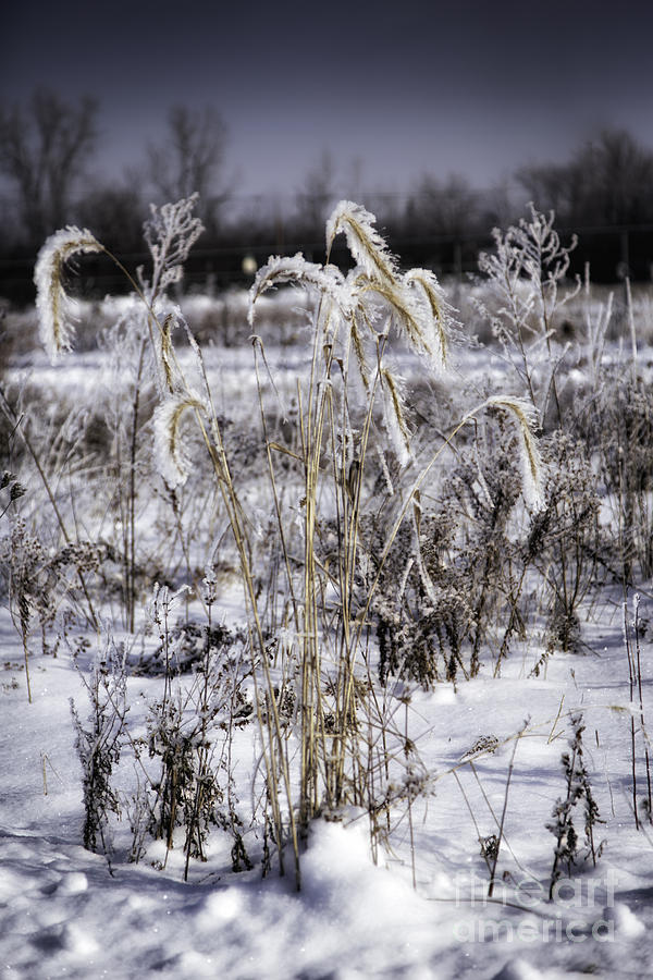 Winter Photograph - Frosty Grass 3 by Timothy Hacker