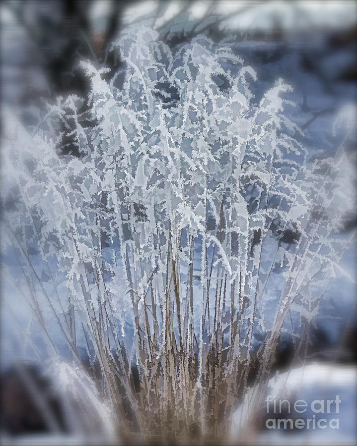 Frosty Grass Photograph by Mike Flake