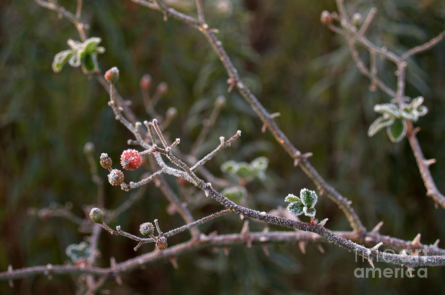 Frosty Hawthorn Berry Stem Photograph by Anna Lisa Yoder