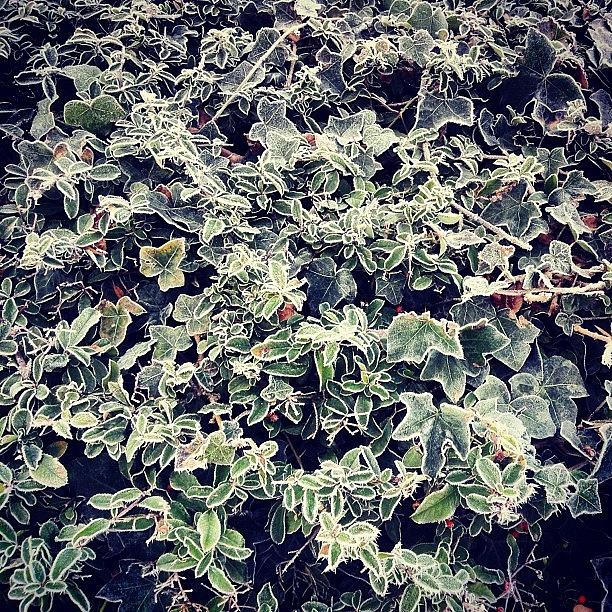 Winter Photograph - Frosty Hedge by Nic Squirrell