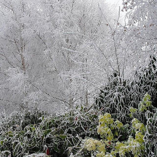 Winter Photograph - #frosty #ice #winter #worcestershire by Pamela Harridine