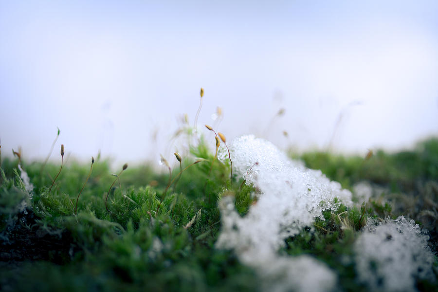 Spores Photograph - Frosty In The Land Of Small by Shane Holsclaw