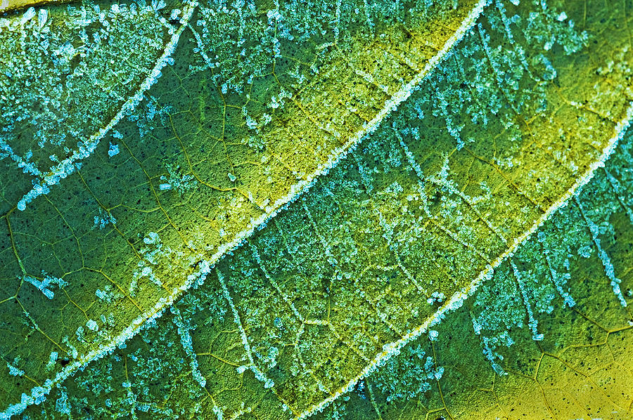 Frosty Leaf Photograph by Gary Slawsky