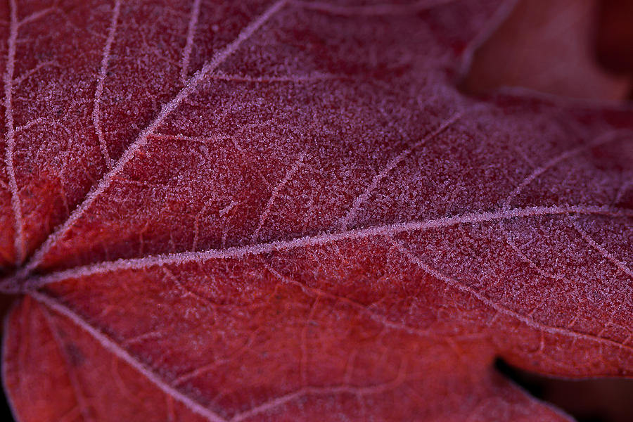 Frosty leaf Photograph by Haren Images- Kriss Haren